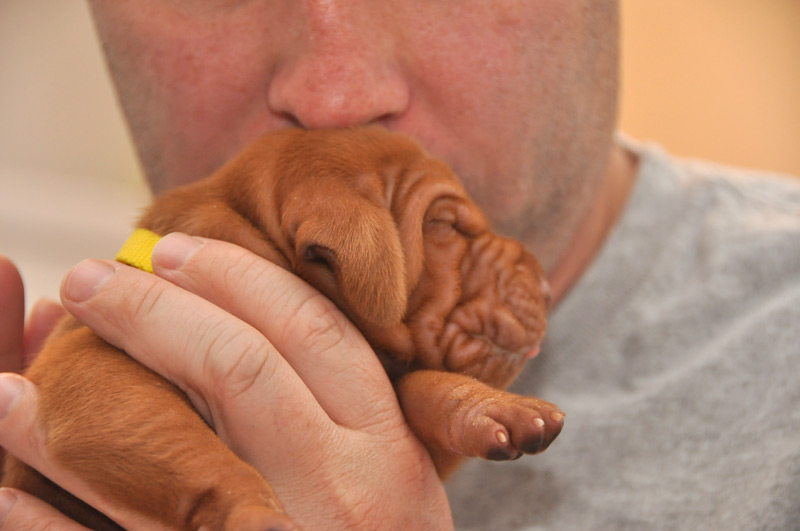 Co-breeder Aaron has lots of kisses for Gold Boy