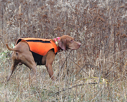 Vizsla Kosmo pointing a pheasant rooster
