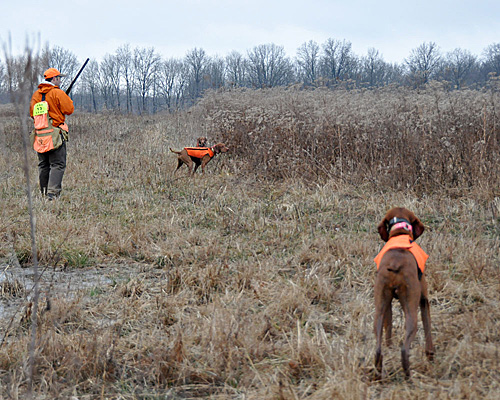 Vizslas hunting pheasant -- Kosmo on point, Dart and Suede honor