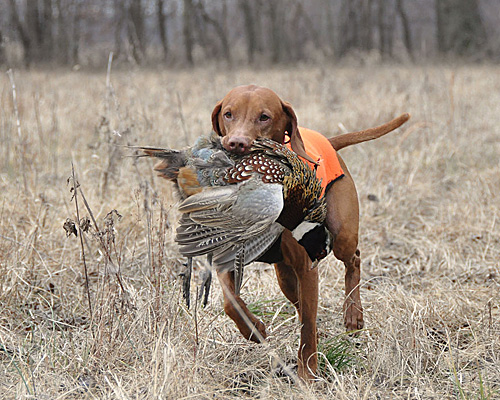 Vizsla Kosmo retrieving a pheasant
