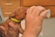 Bottle feeding Lemon Boy