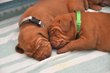 Lime and Silver Boys cuddle