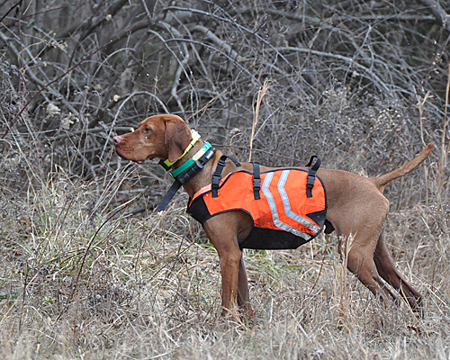 Vizsla Monte holds point on a pheasant