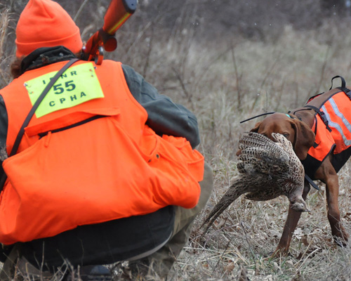 Vizsla Monte retrieves a pheasant to his very proud Mama Janice