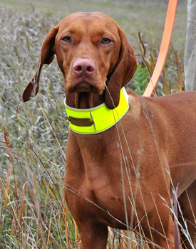 A very intense Trip waiting for her turn to run in a hunting test