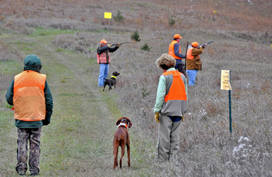 Vizsla Suede honors in her callback for a Master Hunter qualify