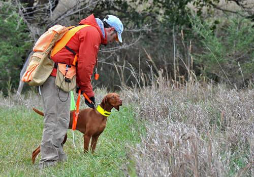 Vizsla Trip on the line with handler Aaron