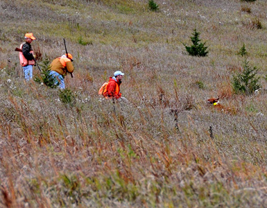 Vizsla Trip retrieves to hand in her Senior level hunting test