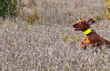 Vizsla Trip hunting the backcourse in her Senior Hunter level test