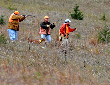 Vizsla Trip is steady to release in her Senior Hunter level test