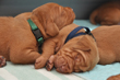 Navy and Green Boys nap