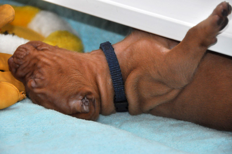 Navy Boy is most content -- or stuck?