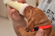 Orange Boy being bottle fed