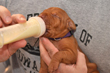 Purple Boy being bottle fed by co-breeder Aaron
