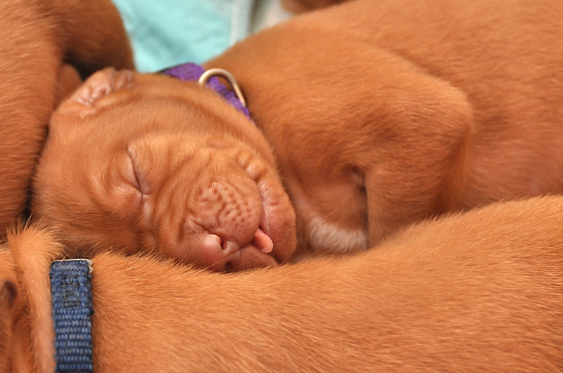 Purple Boy squished