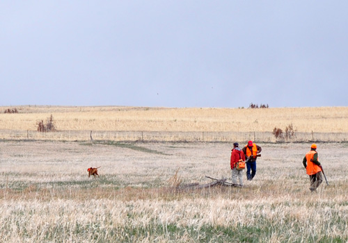 Kosmo is sent for the retrieve in a callback Amateur Gun Dog stake