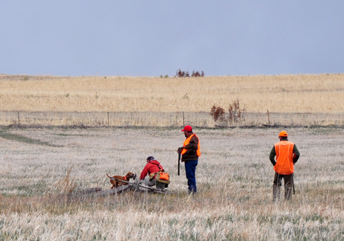 Vizsla Kosmo finishes with a perfect retrieve to hand 