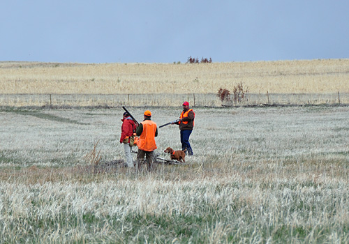 Vizsla Kosmo and owner/trainer/handler Aaron in a callback for the Amateur Gun Dog retrieving stake - The Rocky Mountain Vizsla Club's Inaugural Walking Field Trial