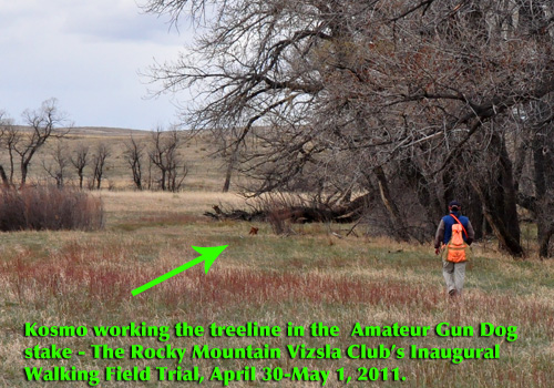 Vizsla Kosmo works the treeline in the Amateur Gun Dog stake - The Rocky Mountain Vizsla Club's Walking Field Trial