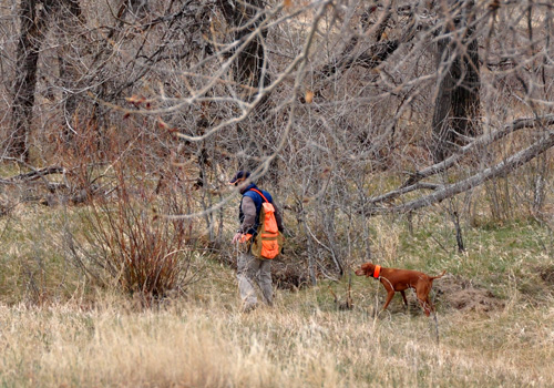 Vizsla Kosmo standing on point on a quail covey in the Amateur Gun Dog stake - The Rocky Mountain Vizsla Club's Walking Field Trial
