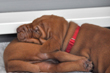 Red Boy -- No 'Butts' about it!