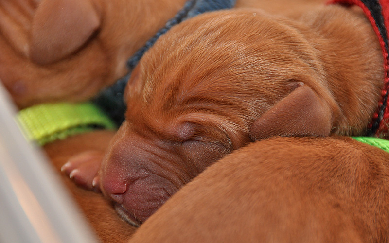 Newborn Vizsla puppy sleeps peacefully--for now!