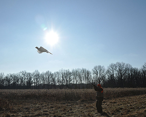 Rod Davis follows a pheasant rooster in flight