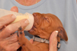 Silver Boy being bottle fed by breeder Judy