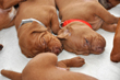 Silver and Orange Boys napping