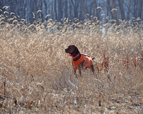 Vizsla Suede enjoys a pheasant hunt--she's holding her point here on a pheasant