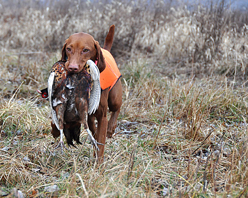 Vizsla Suede retrieves a pheasant