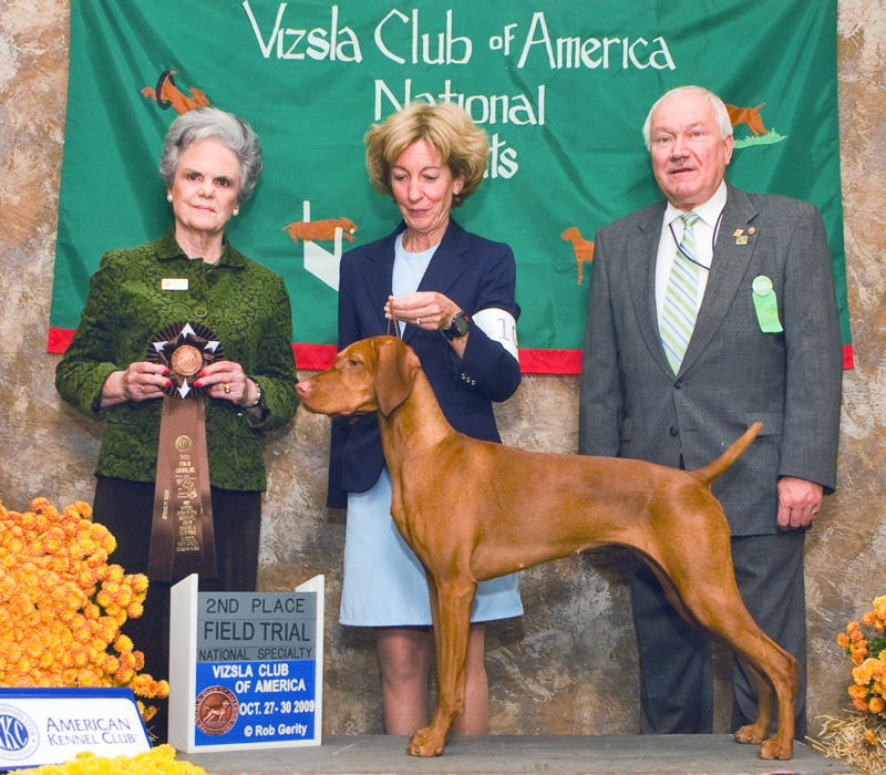 Trip takes a 2nd Placement in the Field Trial Bitch class at the 2009 Vizsla Club of America Nationals