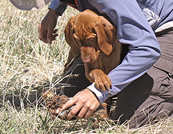 Mel and Trip working with quail