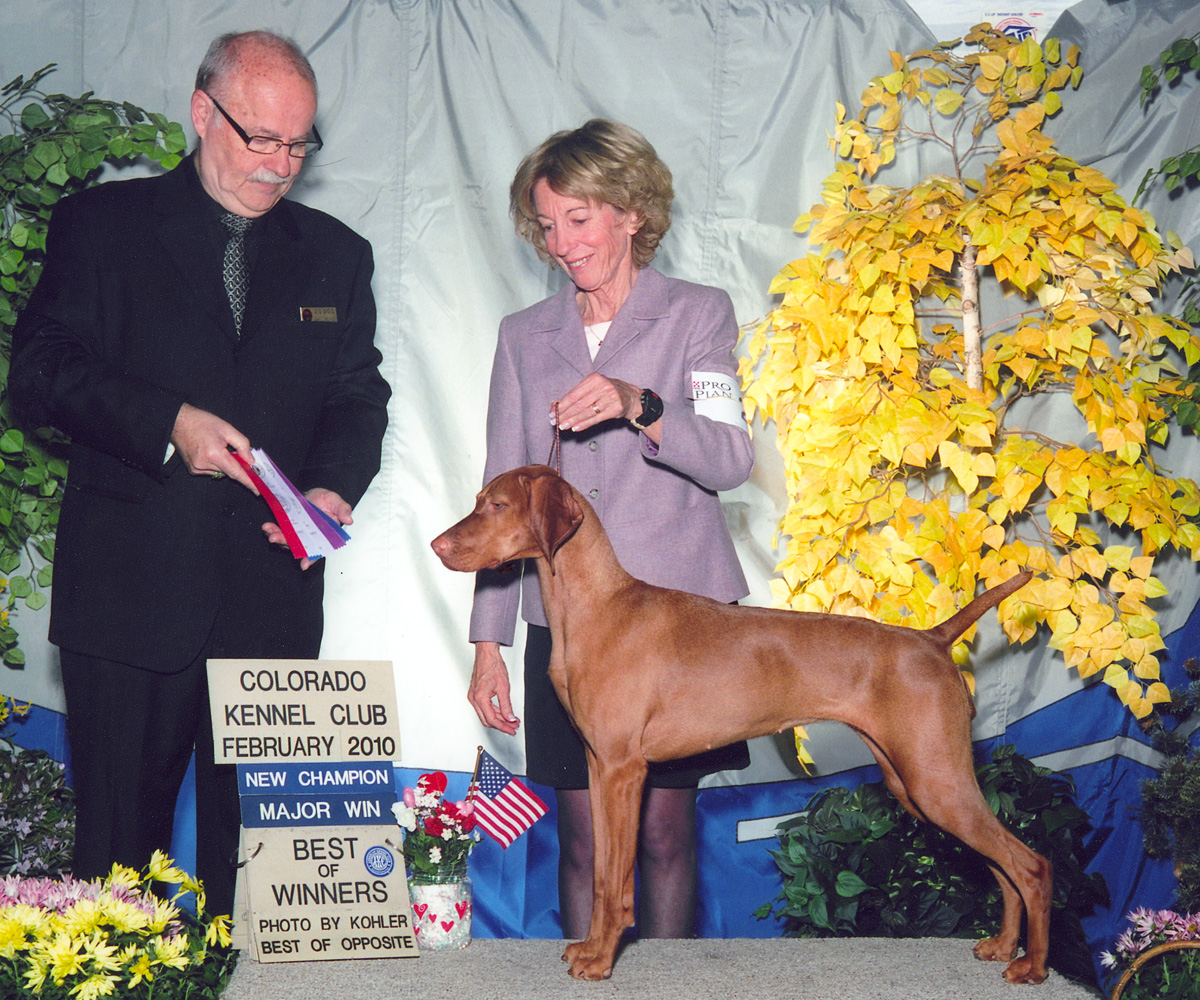 Vizsla Trip finishing her AKC show/conformation championship, handled by breeder Judy Hetkowski