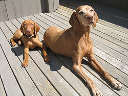 Puppy Vizsla Trip sunning herself with Grandma Mosey