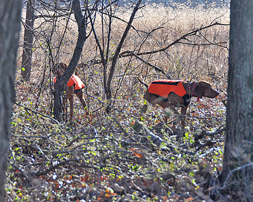 Vizslas Kosmo and Trip hold their points on two DIFFERENT birds!