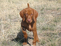 Puppy Vizsla Trip on point - 12 weeks