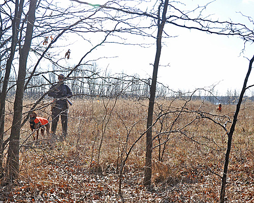 Vizsla Trip points a rooster as her Mama Suede honors