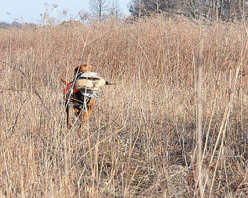 Vizsla Trip retrieves a pheasant
