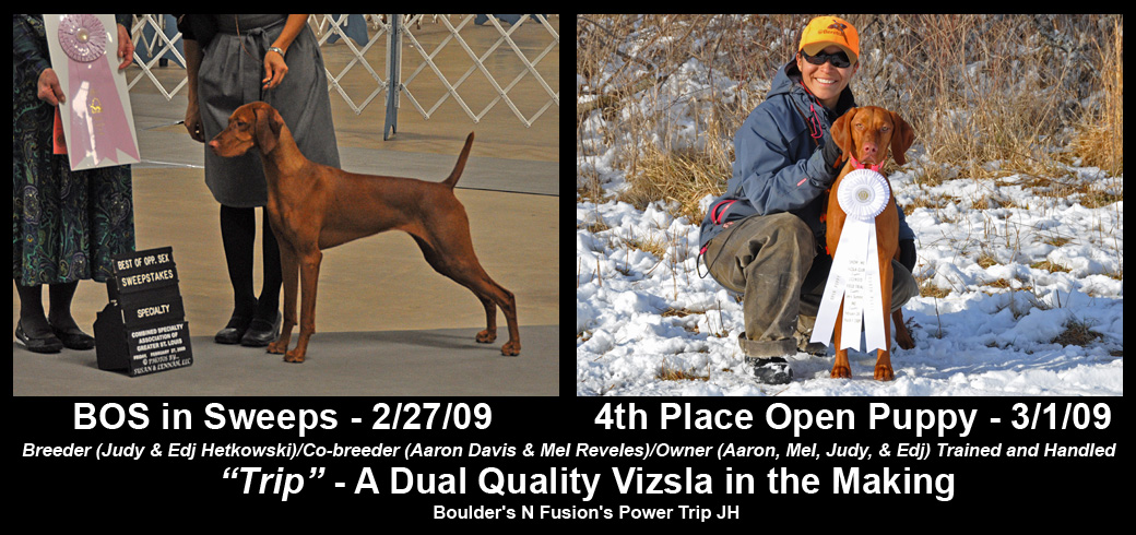 Trip - A Dual Quality Vizsla in the Making