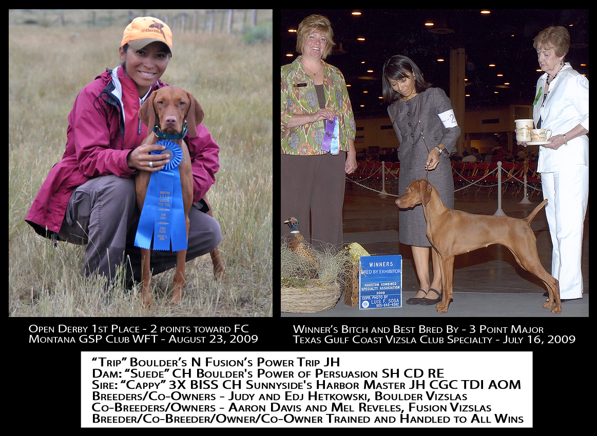 Trip's Open Derby field trial and Specialty show wins