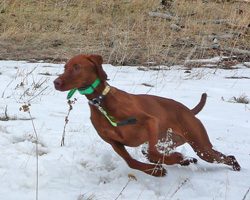 Vizsla Amante on the move
