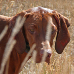 Vizsla Amante - Intensity on point