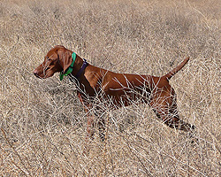 Vizsla Amante on point