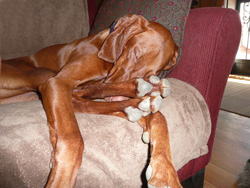 Vizsla Amante sleeping on the couch