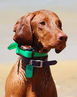 Vizsla Amante watching intensely