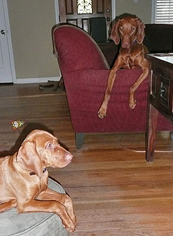 Vizslas Trip and Amante waiting for dinner