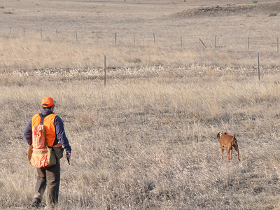 Amante pointing a quail in her debut AKC Senior Hunter run--it was her 4th find!