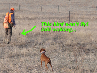 A running bird!  Tough situation but Amante stand through it beautifully