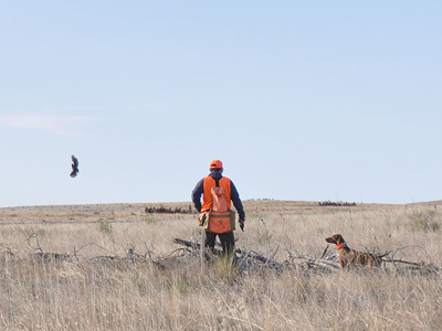 A perfect shot of a Vizsla steady to wing and shot--Amante watches but doesn't break.